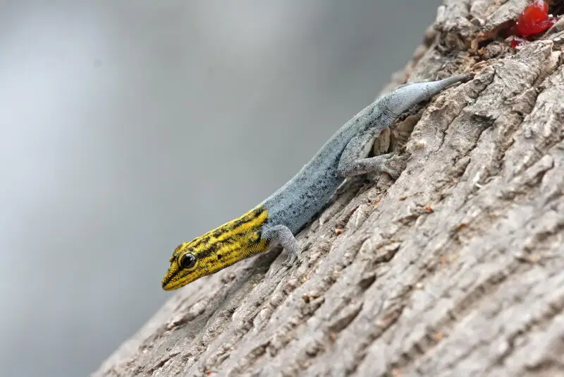 A dwarf yellow-headed gecko. Lygodactylus luteopicturatus. Pictured in Dar es Salaam, Tanzania. App 7cm long.