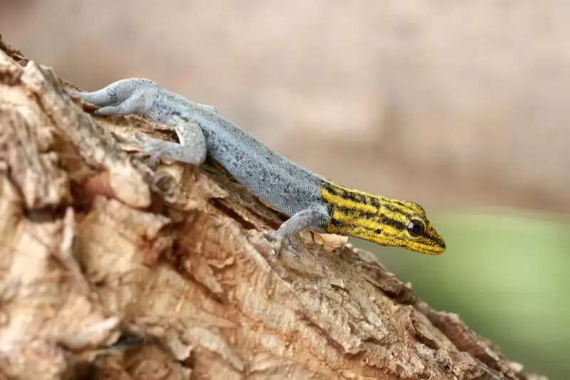 A dwarf yellow-headed gecko. Lygodactylus luteopicturatus.