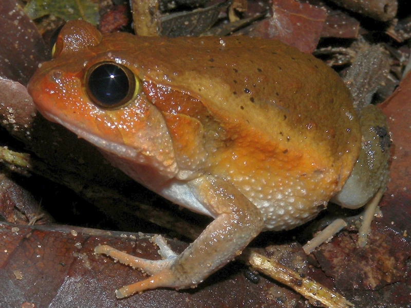 Antsouhy Tomato Frog