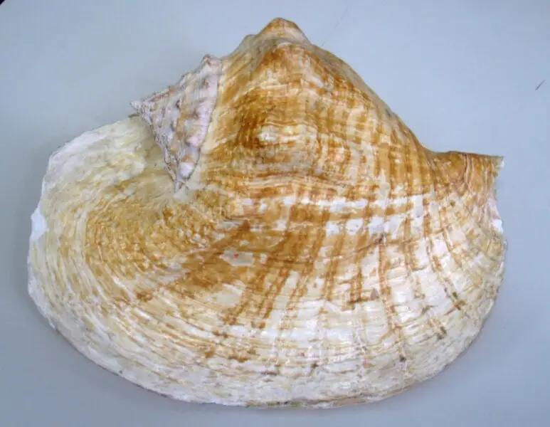 Lateral view of a shell of the strombid gastropod Lobatus goliath.