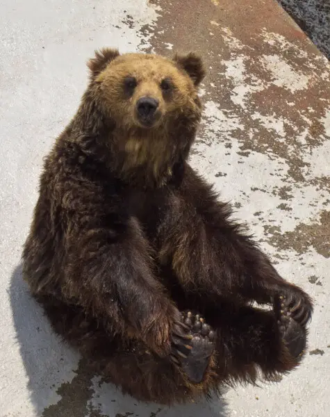 Ussuri brown bear - Facts, Diet, Habitat & Pictures on Animalia.bio