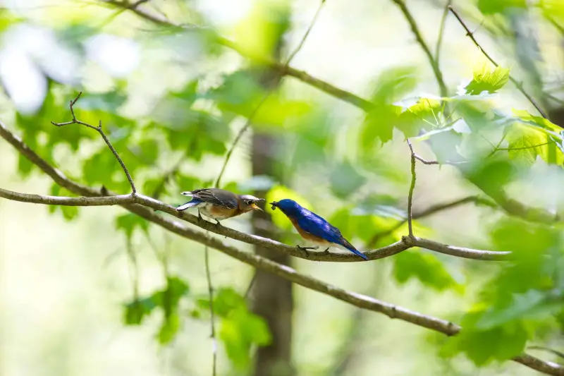 Eastern bluebird