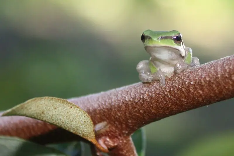Eastern dwarf tree frog Facts, Diet, Habitat & Pictures on Animalia.bio