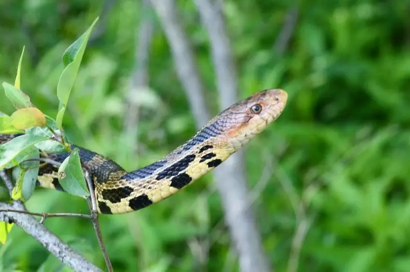 Eastern Fox Snake