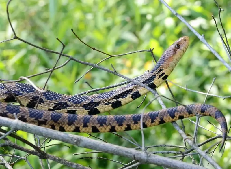 Eastern Fox Snake