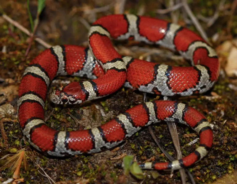 Eastern Milksnake (Lampropeltis triangulum triangulum)