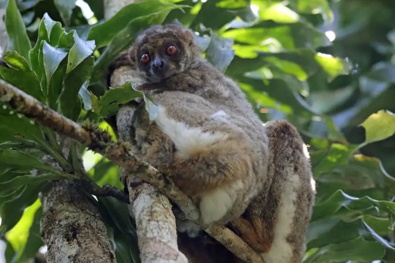 Eastern woolly lemur - baby