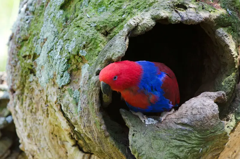 Eclectus Parrot