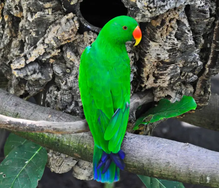 Eclectus Parrot (Eclectus roratus) male