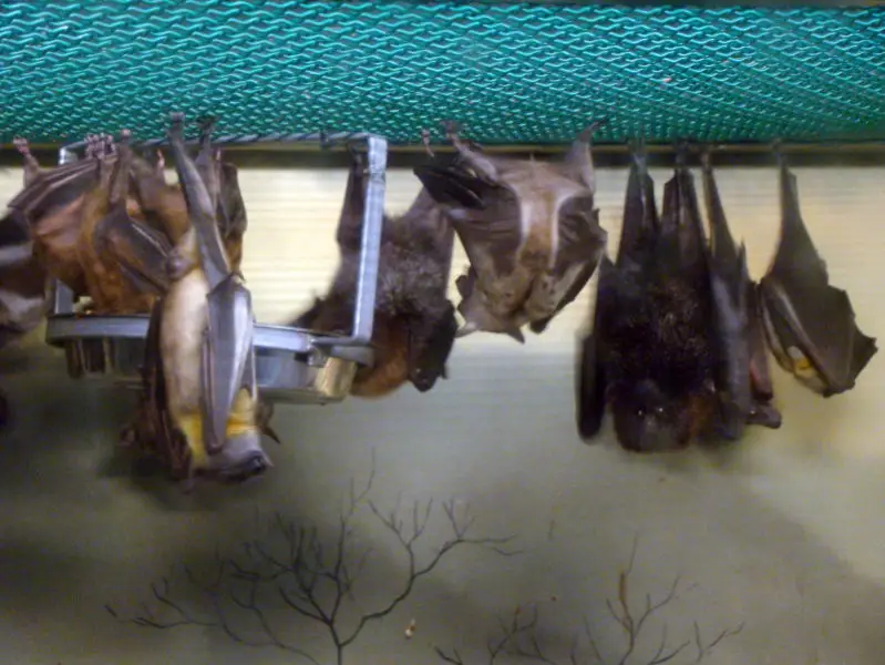 Egyptian Fruit Bats