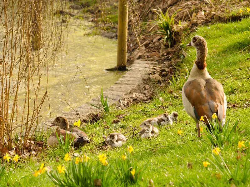 Egyptian Geese and Chicks