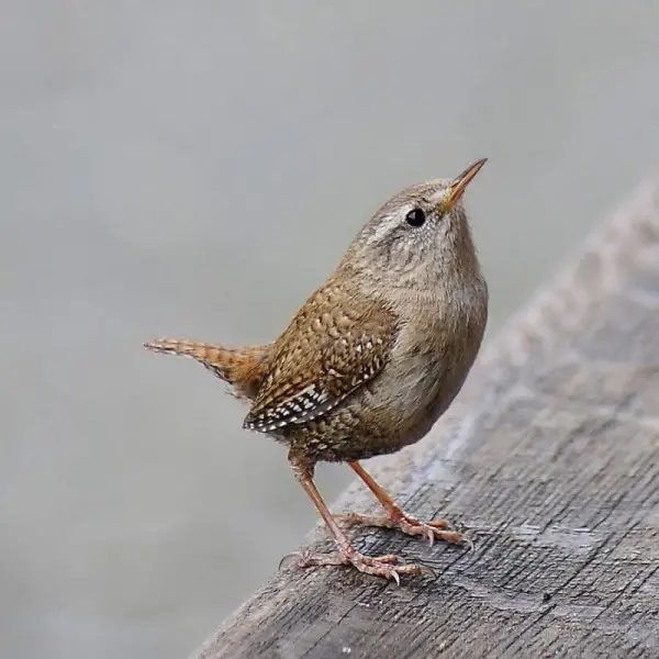 Eurasian Wren photo