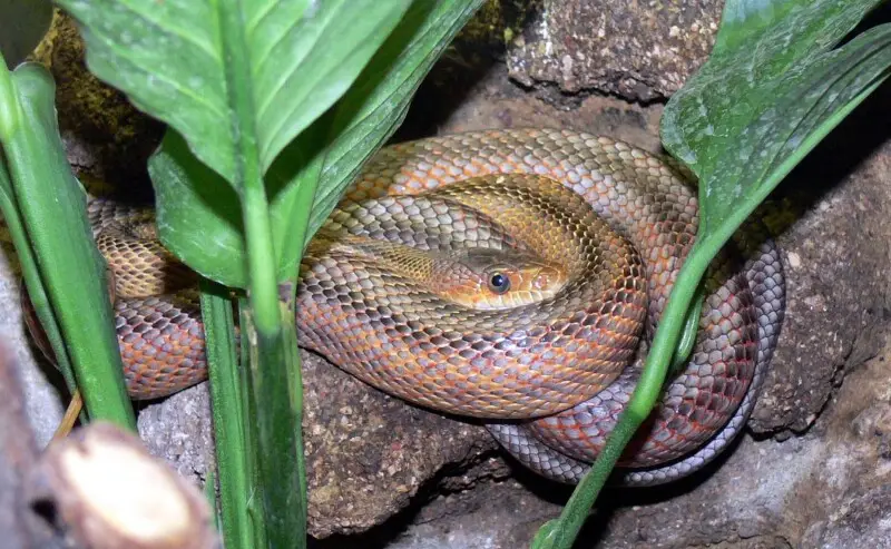 Elaphe bairdi, Baird's rat snake