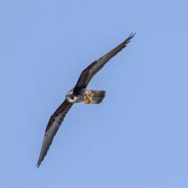 Eleonora's falcon (Falco eleonorae) in flight; cliffs near Episkopi, Limassol, Cyprus. Image 2 of 3
