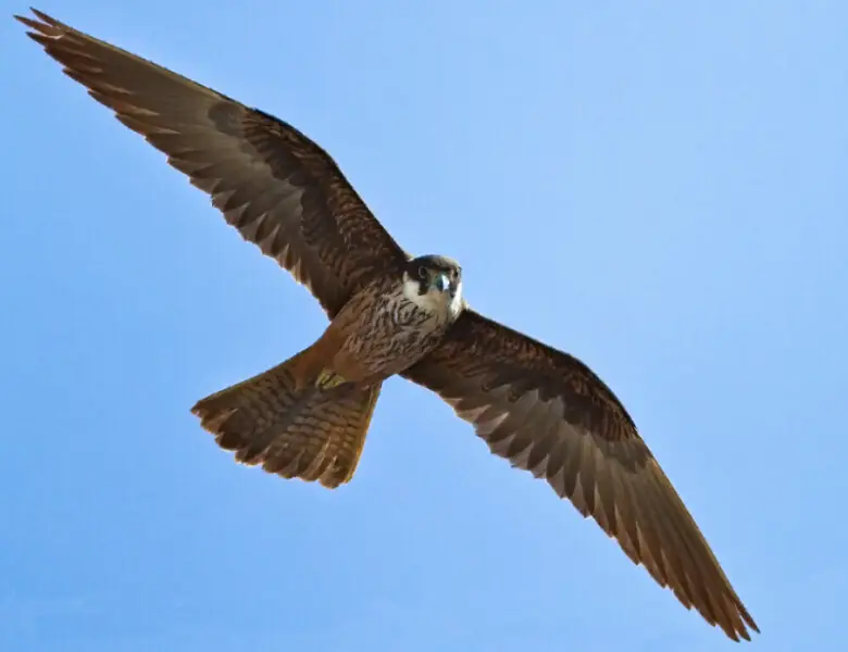 light morph adult, wild Eleonora's Falcon at Cap Formentor on Mallorca, Spain Europe