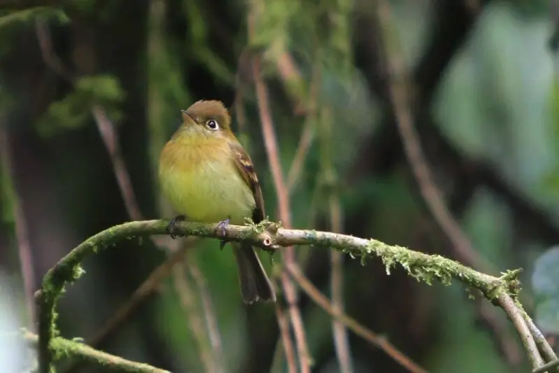 Empidonax flavescens ? a Yellowish Flycatcher.
In the Monteverde Cloud Forest Reserve, Cordillera de Tilar?n, Puntarenas Province, Costa Rica.