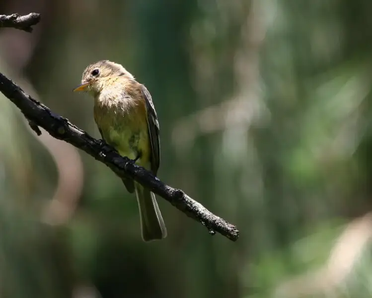 Empidonax fulvifrons, Buff-breasted Flycatcher, mosquerito canelo.