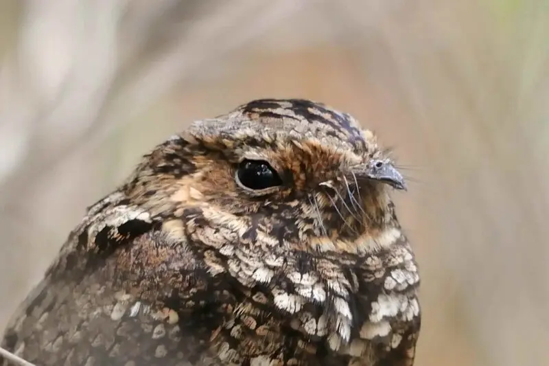 Most (65&#160;%) of the predicted nightjar habitat was found within the region encompassed by the municipalities of Gu?nica, Sabana Grande, Yauco, Guayanilla, Pe?uelas and Ponce. This region has been known for some time as encompassing the best habitats f