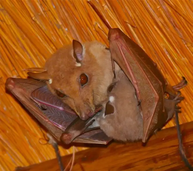 Epauletted Fruit Bats (Epomophorus sp.) female and young ...