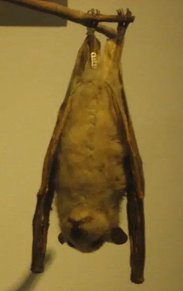 A stuffed Epomophorus labiatus at the Harvard Museum of Natural History.