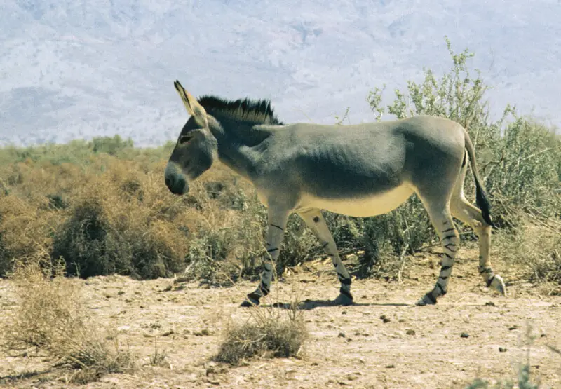 Somali wild ass - Facts, Diet, Habitat & Pictures on 