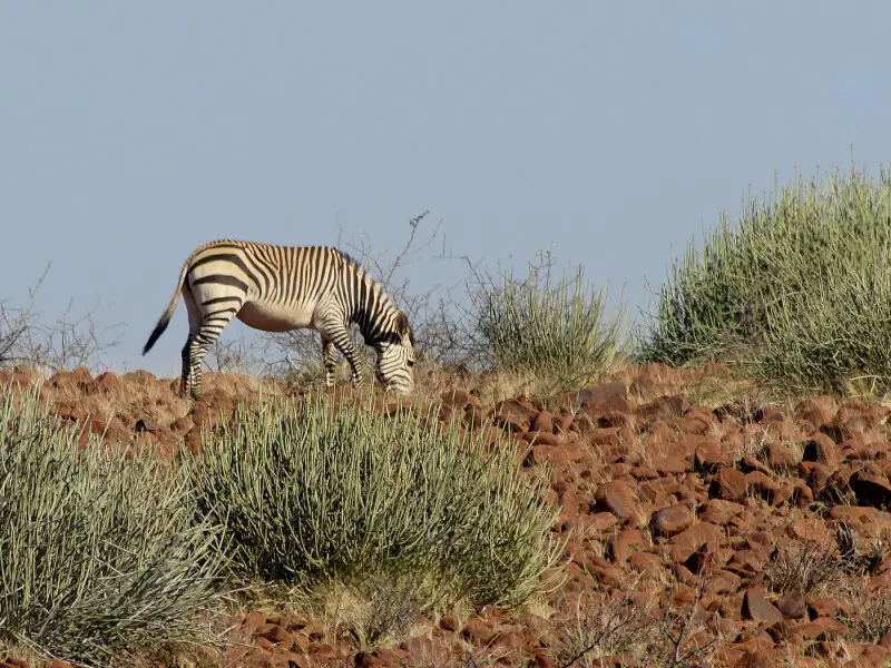 Hartmann's mountain zebra Facts, Diet, Habitat & Pictures on Animalia.bio