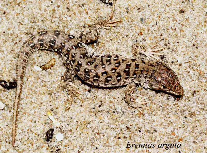 Eremias arguta from Ukraine. ?????? ????? (Eremias arguta) ? ?????? ???? ????????'?
