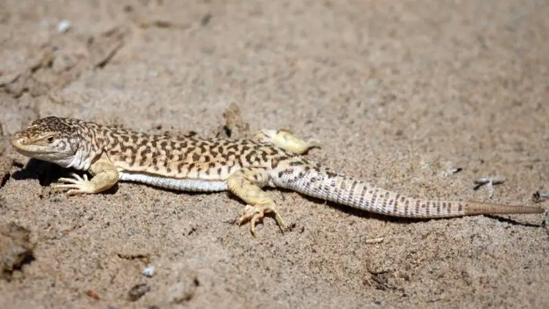 Gobi Racerunner - a medium sized lizard on sand dunes. Taken in southern Mongolia