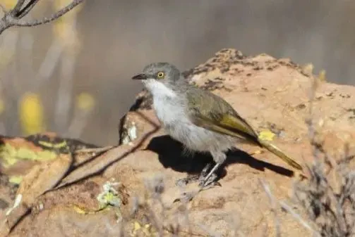 Жовтобрюшка пустельна факти, дієта, ареал і фотографії на Animalia.bio