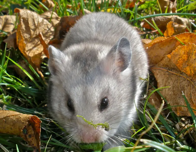 Erin tasting the grass
