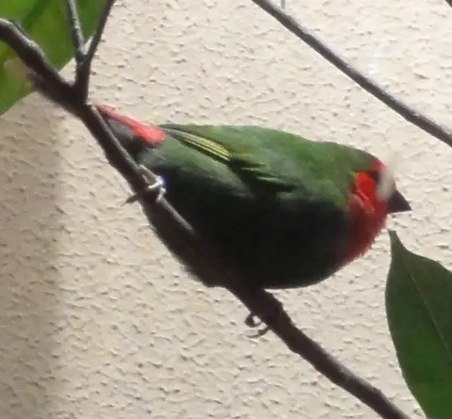 Red-throated parrotfinch