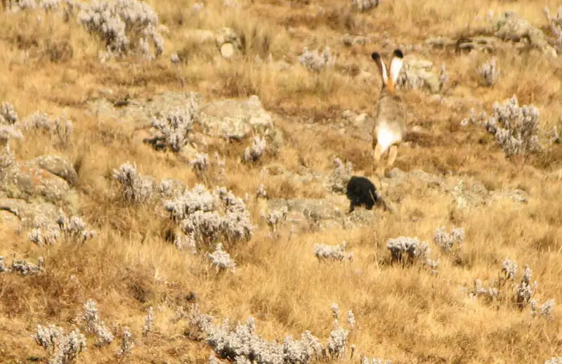 Ethiopian Highland Hare (Lepus starcki) fleeing