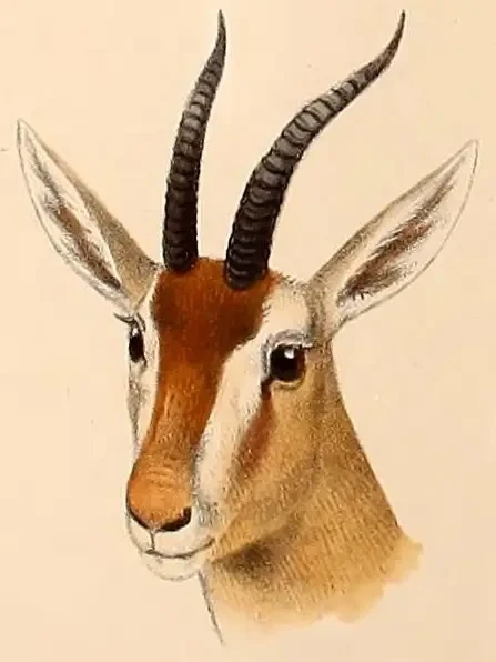 Red gazelle