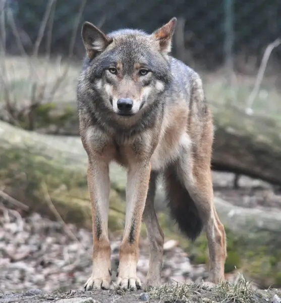 Eurasischer Wolf im Prager Zoo