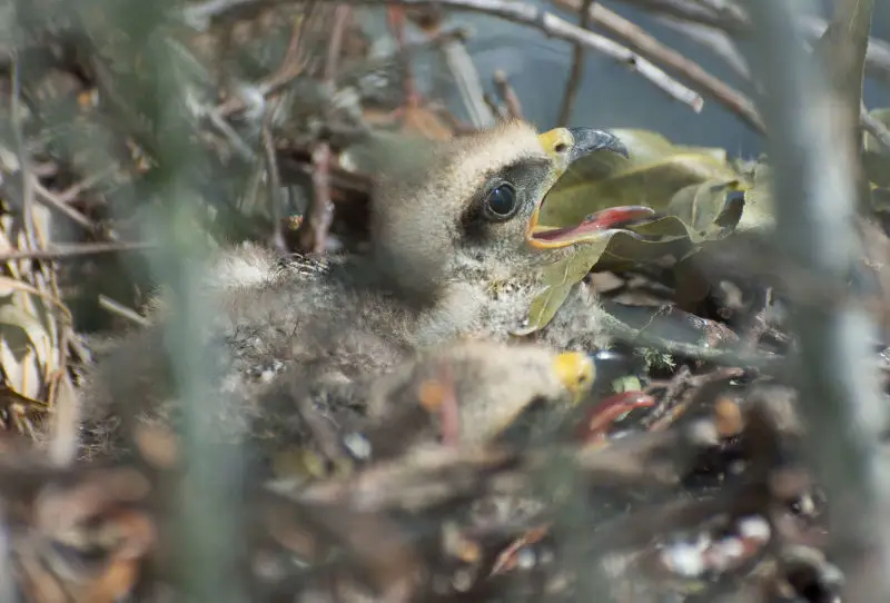 Snail Kite Facts, Diet, Habitat & Pictures on Animalia.bio