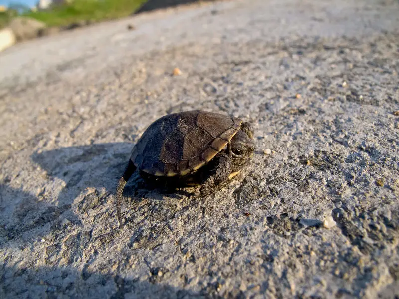 Европейская болотная черепаха / Emys orbicularis / European pond turtle / Европейска блатна костенурка / Europäische Sumpfschildkröte