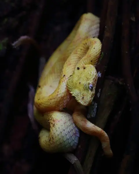 Eyelash Pit Viper (yellow morph)