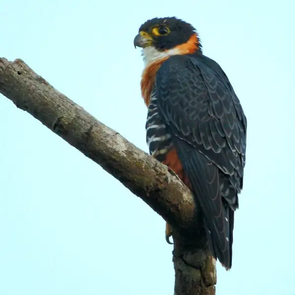 Orange-breasted Falcon at Chapada dos Guimar?es - MT - Brazil