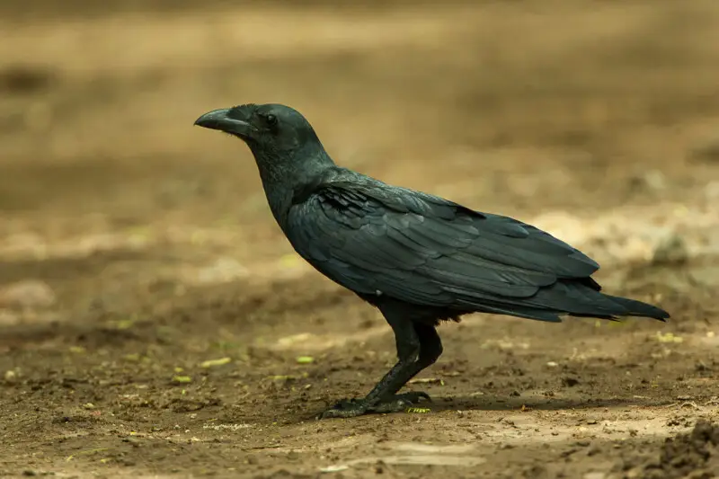 Fan-tailed Raven - Shaba - Kenya_06_7594