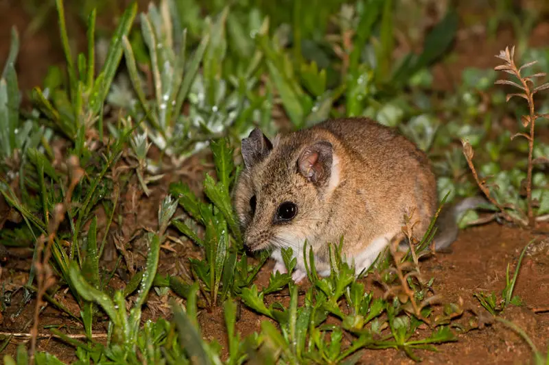Fat-tailed Dunnart (Sminthopsis crassicaudata)