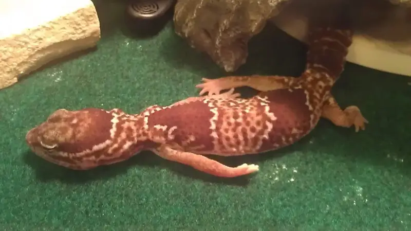 One of the strange ways geckos may sleep.