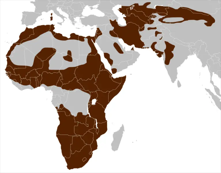 Felis Lybica distribution, based on 2017 IUCN taxonomy and built from File:BlankMap-World.svg