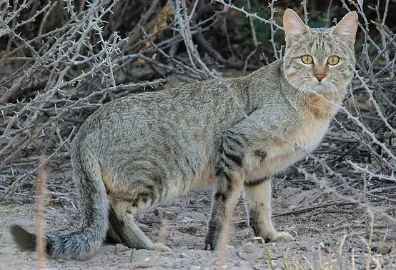 Southern African wildcat