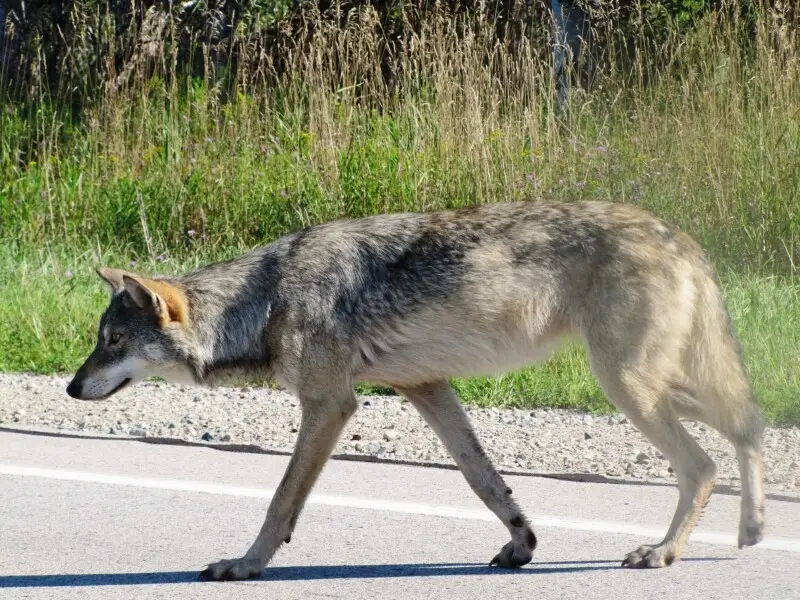 Great Plains wolf Facts, Diet, Habitat & Pictures on Animalia.bio