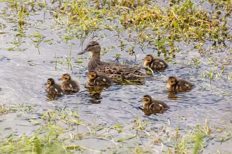 Female green-winged teal and ducklings