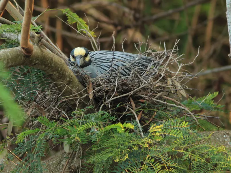 Female incubating Nest 10 non-HT 20120410