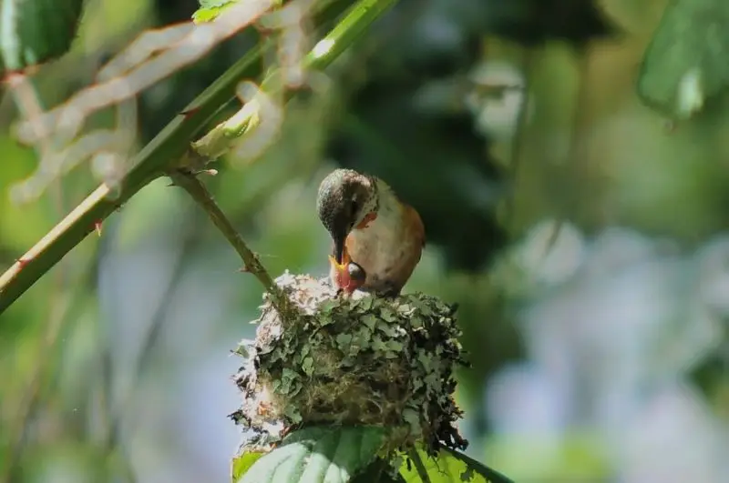 Female Rufous Hummingbird Feeding Chick