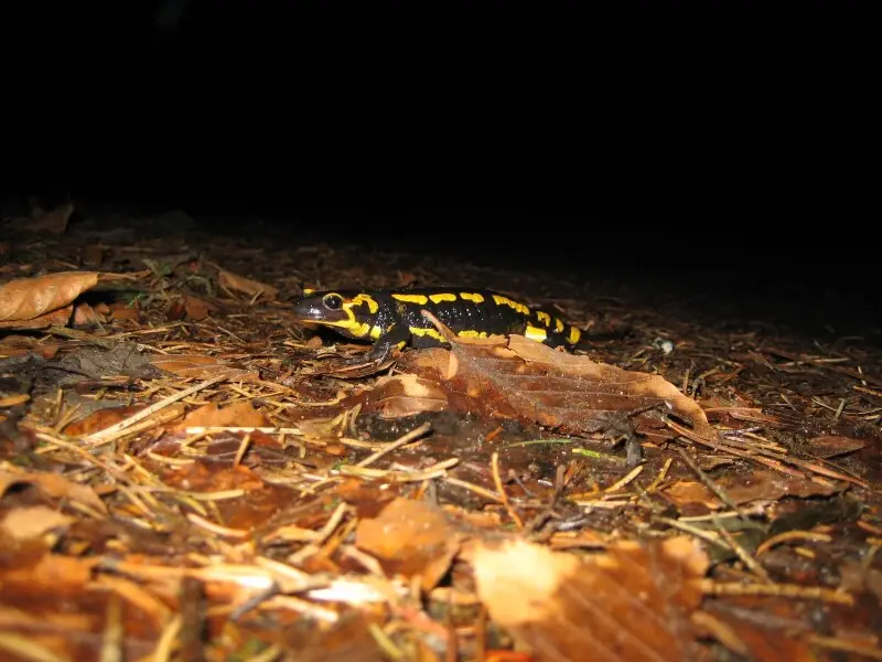 Fire salamander Facts, Diet, Habitat & Pictures on Animalia.bio