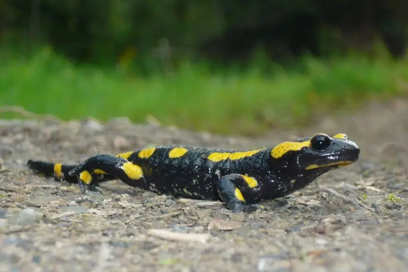 Fire salamander Facts, Diet, Habitat & Pictures on Animalia.bio