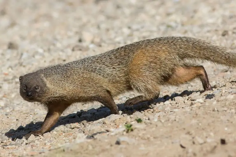 Egyptian Mongoose photo